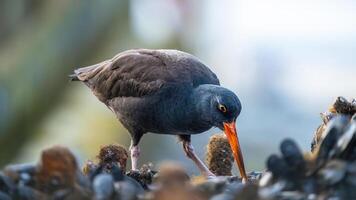 a black bird with an orange beak is standing on some rocks photo