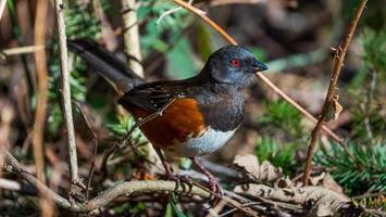 a small bird with a red eye is standing on a branch photo