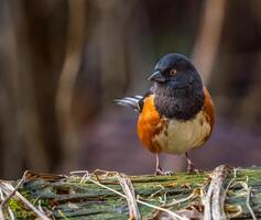 un pequeño pájaro es encaramado en un rama foto