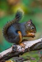 a squirrel is sitting on a branch with a pine cone in its mouth photo