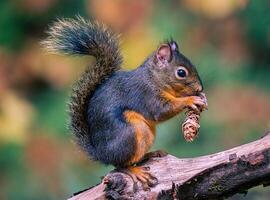 a squirrel is sitting on a branch with a pine cone in its mouth photo