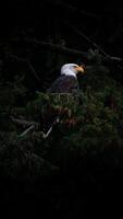 un calvo águila se sienta en un árbol en el oscuro foto