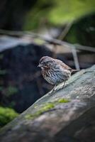 a small bird is standing on a rock photo