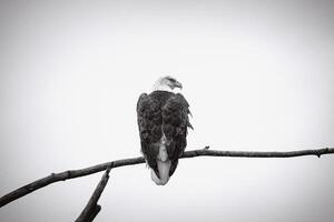 a bald eagle perched on a branch in the middle of the day photo