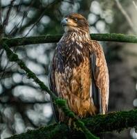 majestuoso águila encaramado en natural habitat foto