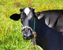 retrato de sano hermosa negro hembra vaca mirando a cámara desde campo en granja durante verano mirando linda antecedentes imagen. foto