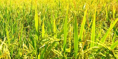 el verde y amarillo orejas de arroz granos antes de cosecha arroz campos en bangladesh foto