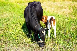 un cerca arriba de un sano hermosa negro vaca enfermería su becerro. linda vaca bebé es succión Leche desde el madre. becerro Bebiendo Leche vaca mamá antecedentes imagen. foto