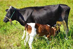 un cerca arriba de un sano hermosa negro vaca enfermería su becerro. linda vaca bebé es succión Leche desde el madre. becerro Bebiendo Leche vaca mamá antecedentes imagen. foto