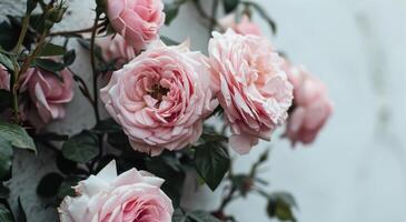 ai generado rosado rosas en contra blanco pared foto