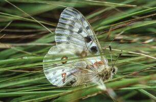 a white butterfly with black spots sitting on some grass photo