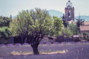 a tree in a field with a clock tower in the background photo