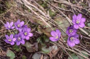 a group of purple flowers growing in the grass photo