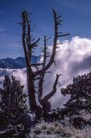 a dead tree with a mountain in the background photo