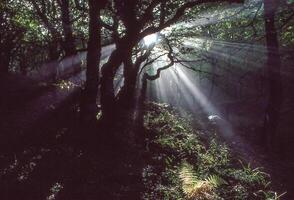 sunbeams shine through the trees in a forest photo