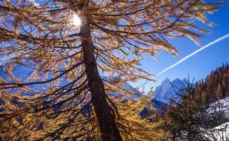 a tree with yellow leaves in front of a mountain range photo