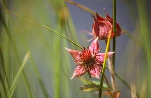 a single red flower is in the middle of tall grass photo