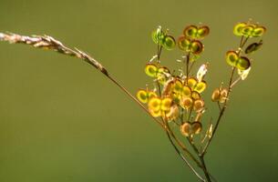 a plant with flowers photo