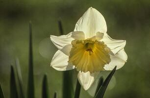 a single white daffodil is standing in the grass photo