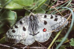 a white butterfly with black spots on its wings photo