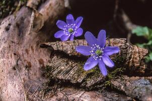 two purple flowers are sitting on a log photo