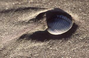 un cáscara es visto en el arena en el Oceano foto