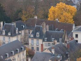 a tree with yellow leaves photo