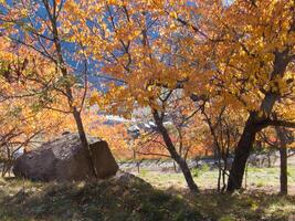 a large tree with orange leaves photo