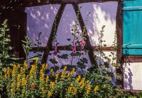 a flower garden with a blue window and yellow flowers photo