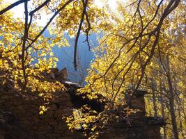 un árbol con amarillo hojas foto