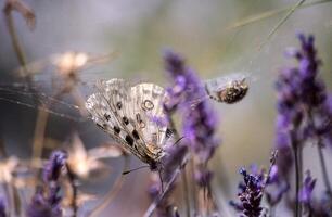 a butterfly is sitting on a flower with a spider web photo