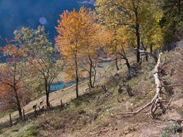 un árbol con amarillo hojas foto