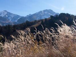 tall grasses in front of mountains photo