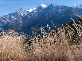 tall grasses in the foreground photo