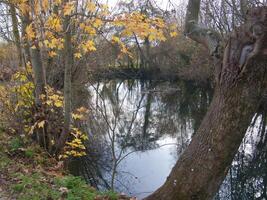 a tree with yellow leaves photo