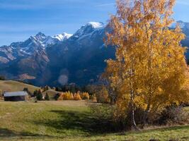 a tree with yellow leaves photo