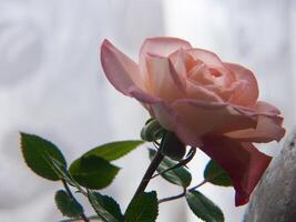 a single rose is in a vase with leaves photo
