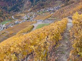 autumn vineyard in the alps, switzerland photo