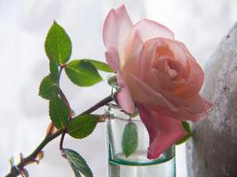 un Rosa es en un florero con un florero de agua foto