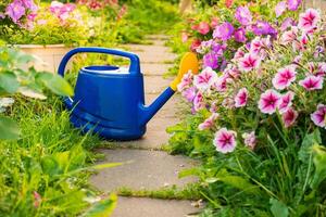 Farm worker gardening tools. Blue plastic watering can for irrigation plants placed in garden with flowers on flowerbed and flowerpot on sunny summer day. Gardening hobby agriculture concept photo