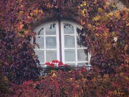 un ventana con hiedra creciente alrededor eso foto