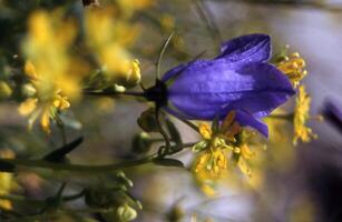 un púrpura flor con amarillo flores en el antecedentes foto