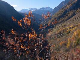 a tree with yellow leaves photo