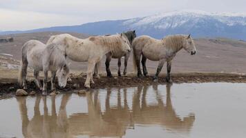 un' mandria di selvaggio cavalli di livno potabile acqua a partire dal un' stagno nel cincar montagna. video