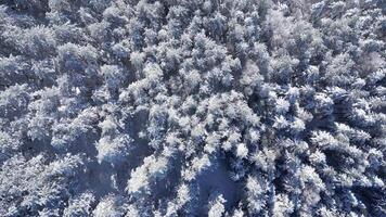 aérien drone vue de congelé des arbres dans le forêt. Montagne paysage sur une ensoleillé hiver journée. video