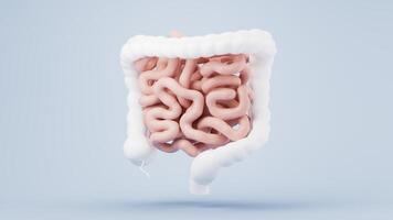 Intestinal tract with digestive health concept, 3d rendering. video