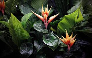 creativo floral selva resumen exótico tropical hojas foto