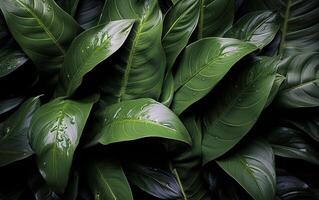 Top View of Tropical Leaf Abstract Green Nature Texture photo