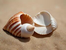 AI generated a couple of seashells sitting on top of a sandy beach, wearing seashell attire, seashell, conch shell photo