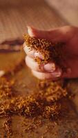 Close-up of a hand holding dried tobacco leaves video